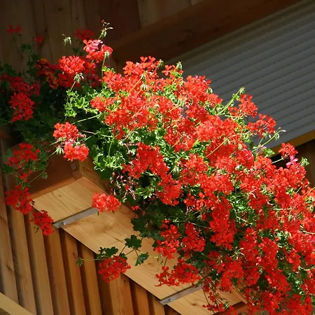 Отель Schoene Aussicht 3*