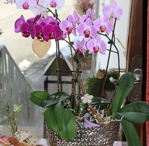 Schoene Aussicht Картитш